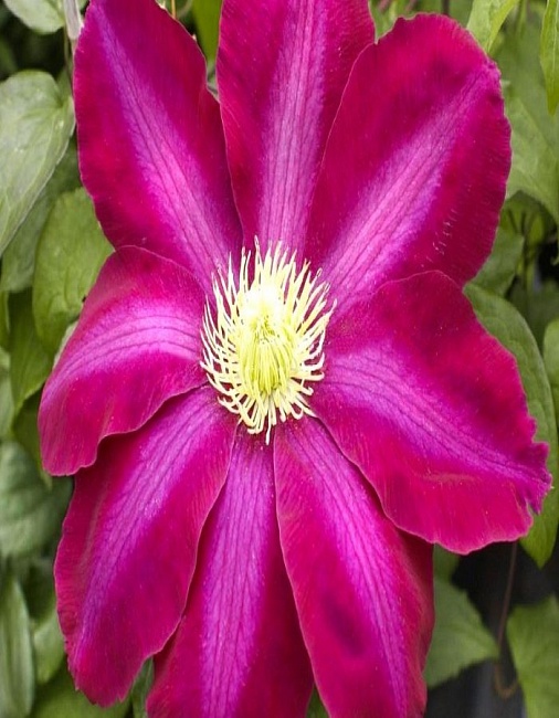 Клематис Хоши-но-Фламенко 1 шт Р9